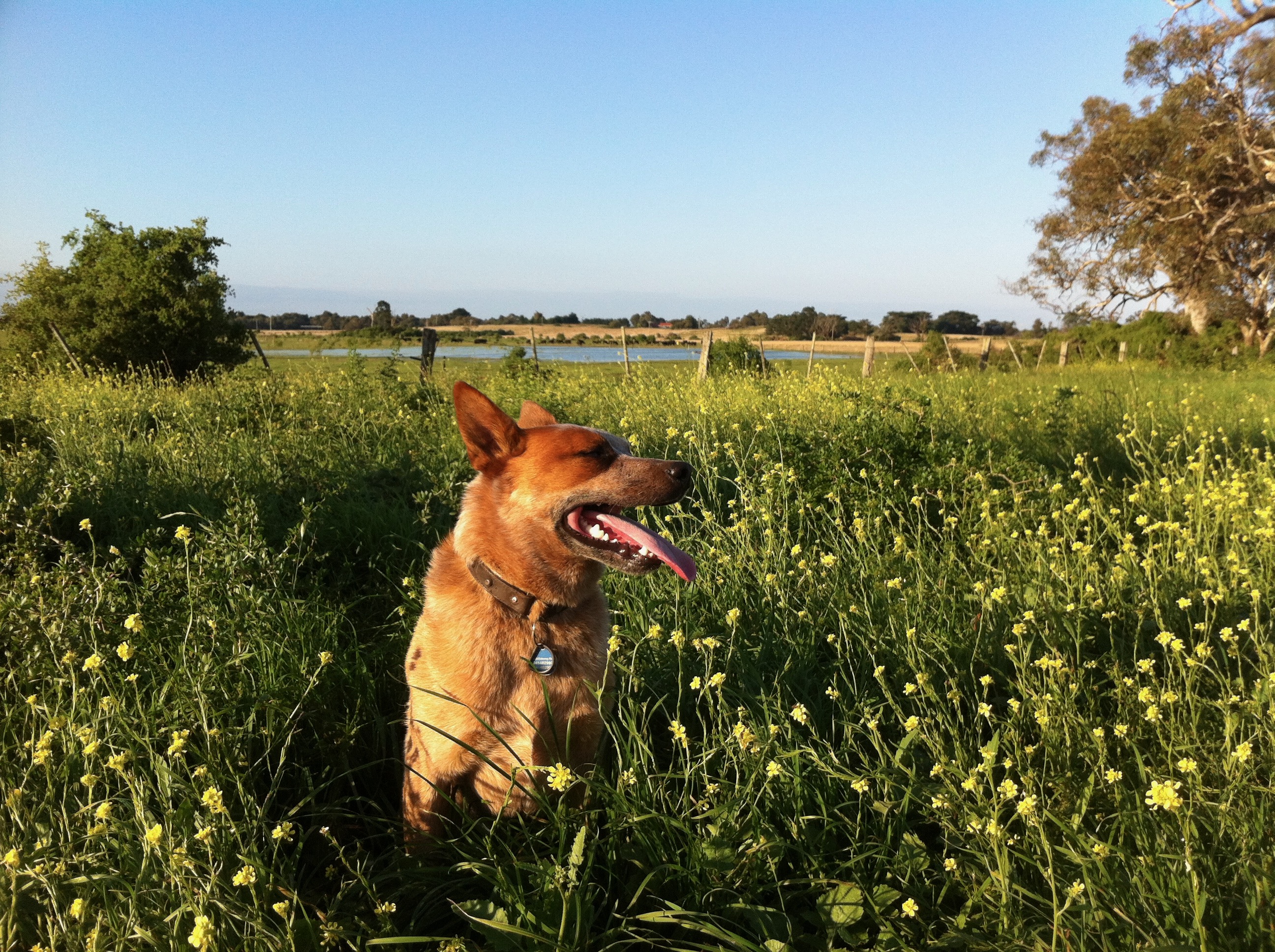 Ned the Red Heeler standing among yellow wildflowers in an open field