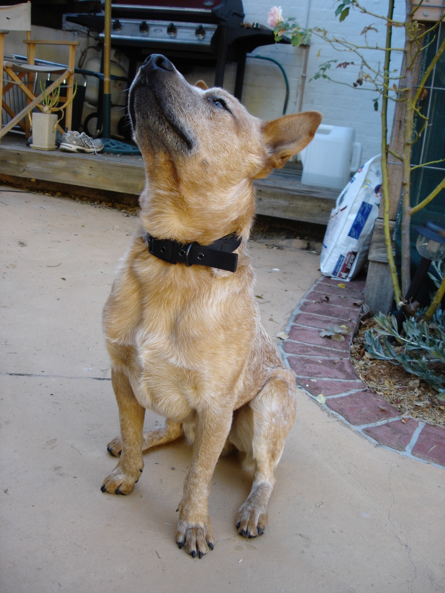 Ned the Red Heeler sitting in the yard and looking upward at Martin